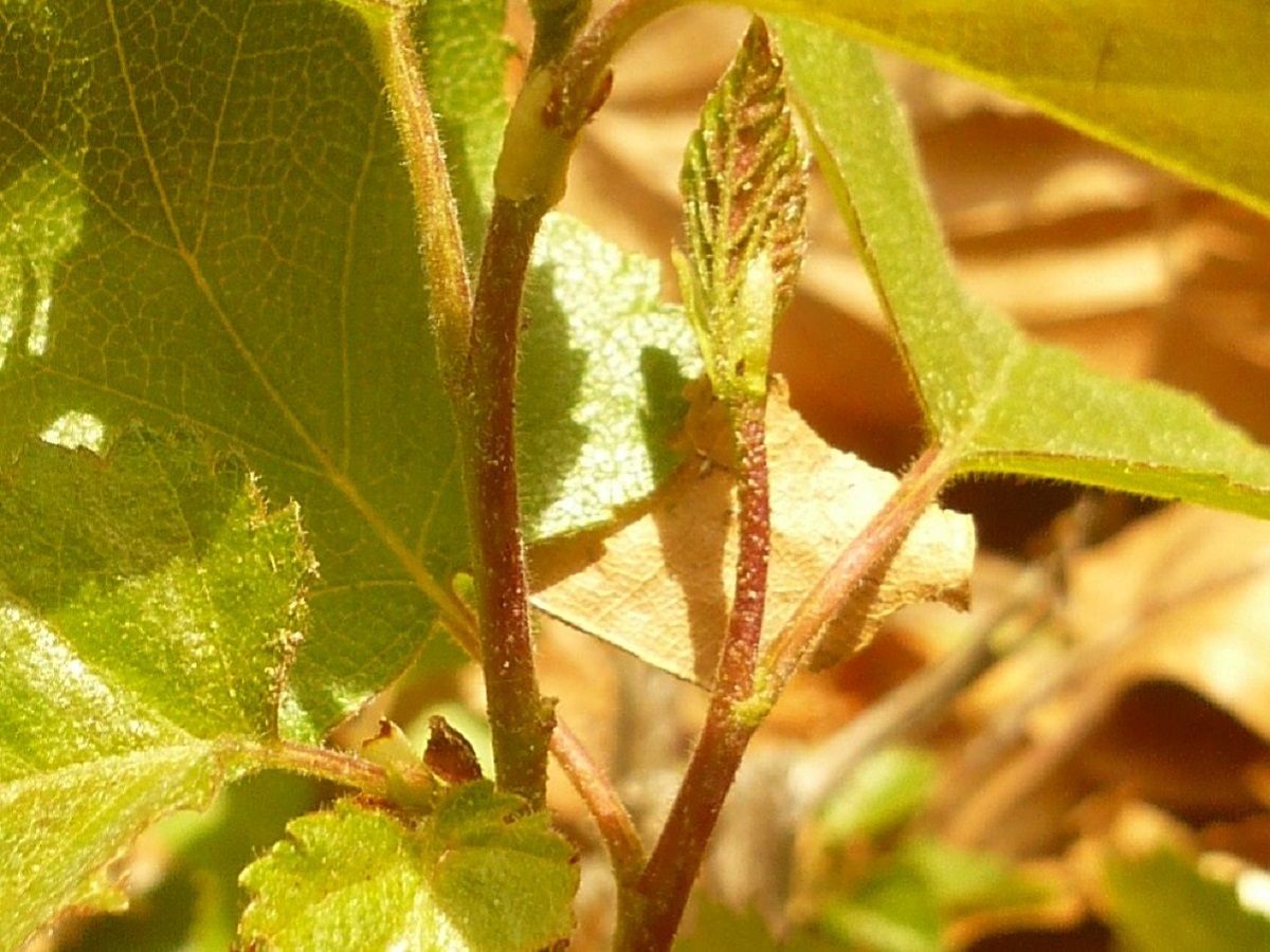 Betula x aurata (Betulaceae)